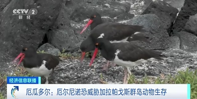 恐惧群岛打捞品出什么_科隆群岛特有动物_