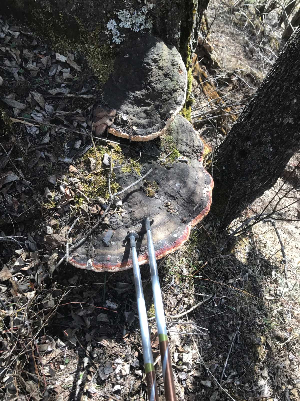 雪山秘境怎么开启原神_雪山秘境如何解锁_