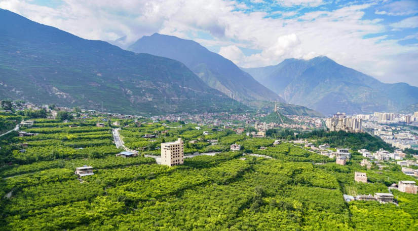 四川茂县脆红李种植效益__太白山什么李节旅游好