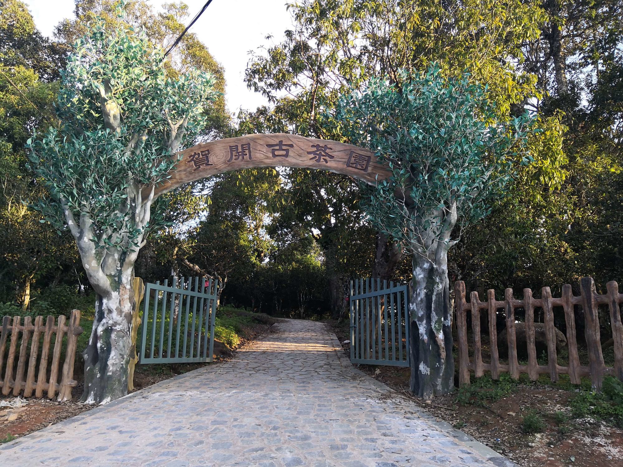 _云南普洱茶古茶山目录_普洱茶景古树
