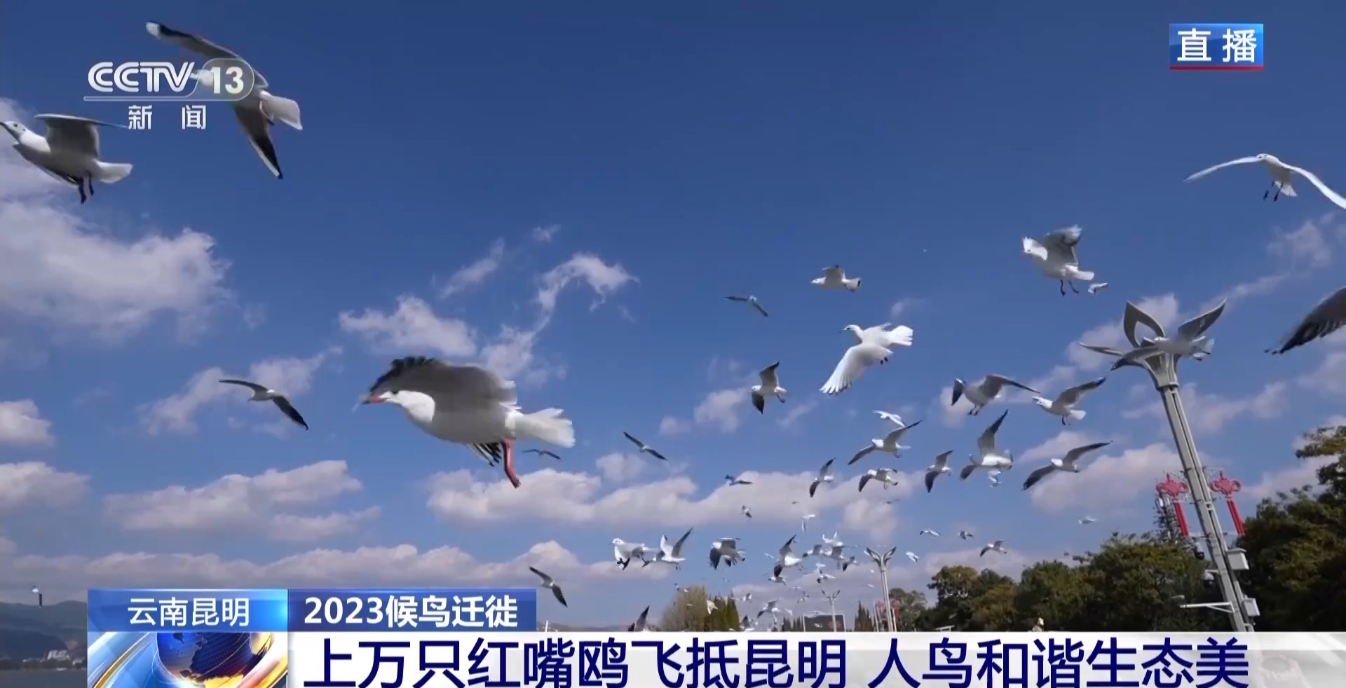 <strong>上万只红嘴鸥飞抵昆明人鸟和谐生态美总台</strong>