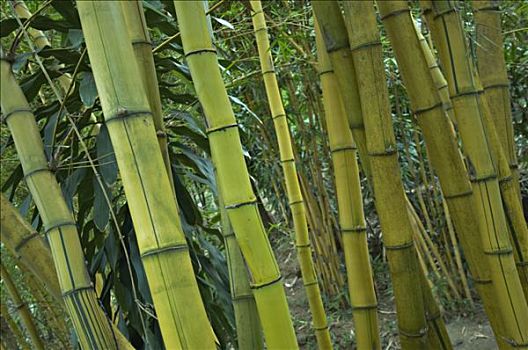 _巴勒斯坦被占领土_巴勒斯坦首都被占领